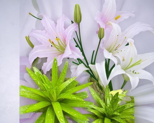 百合花的花语是什么？百合在不同文化中代表什么？