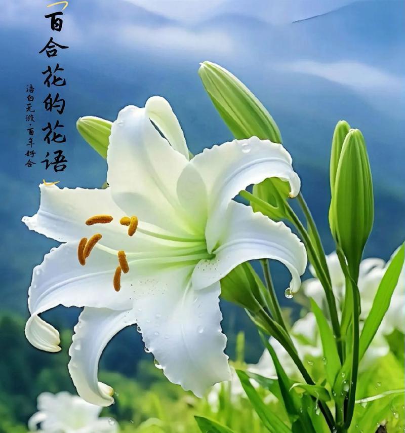 百合花的花语是什么？百合在不同文化中代表什么？