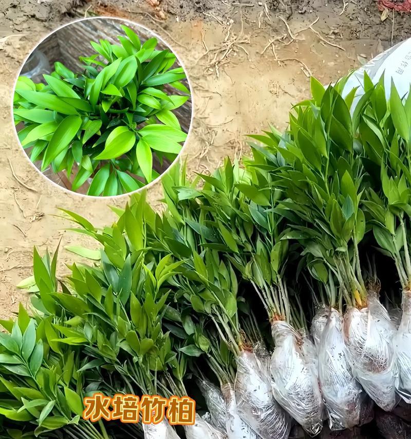 水培冰块植物种类有哪些？如何养护？