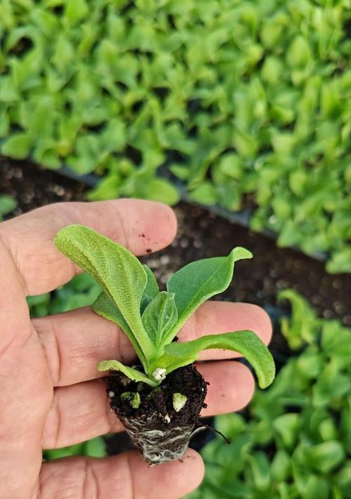 水培冰块植物种类有哪些？如何养护？