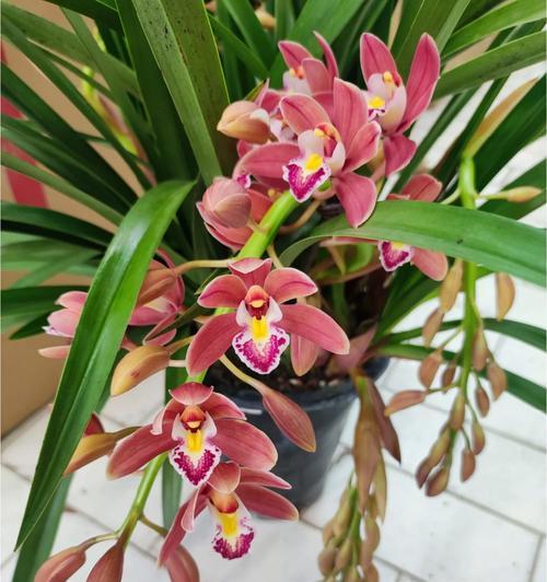 香兰草的花期持续多长时间？
