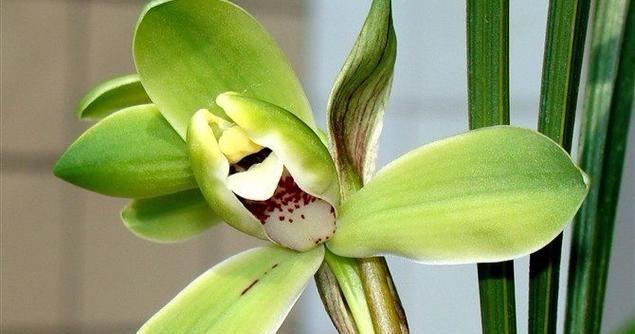 香兰草的花期持续多长时间？