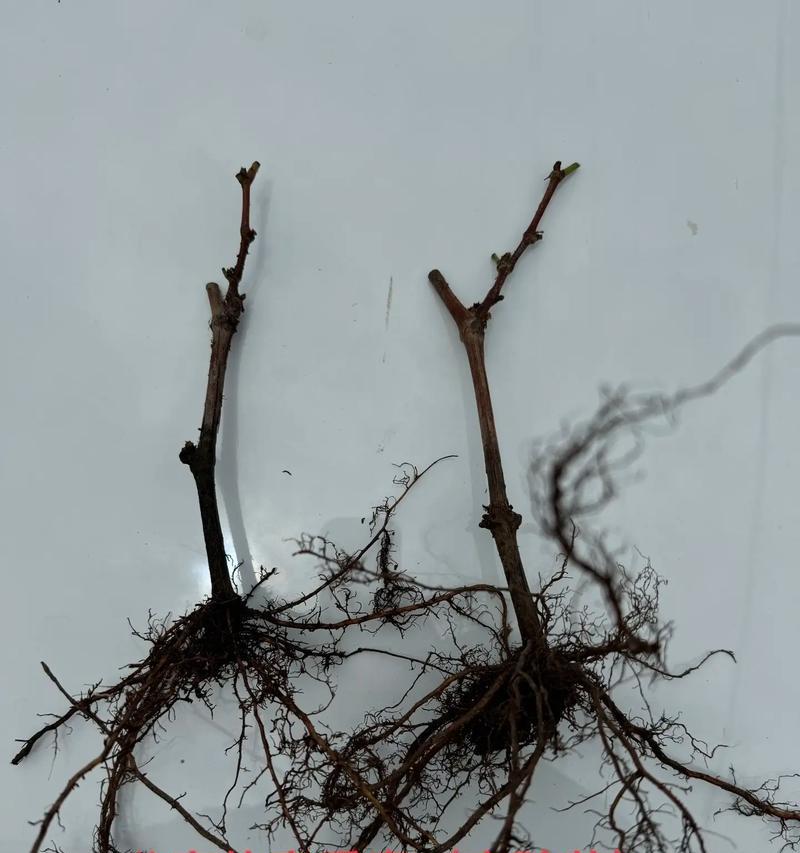 寒香蜜葡萄苗盆栽种植应使用什么土壤？