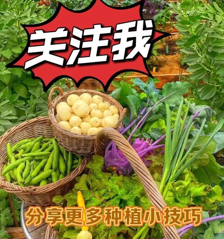 哪些蔬菜种植过程中必须使用农药？