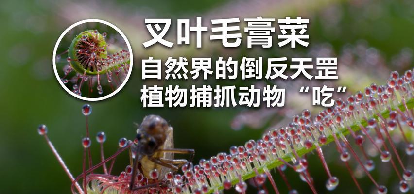 自然界中哪些植物具有自我保护机制？