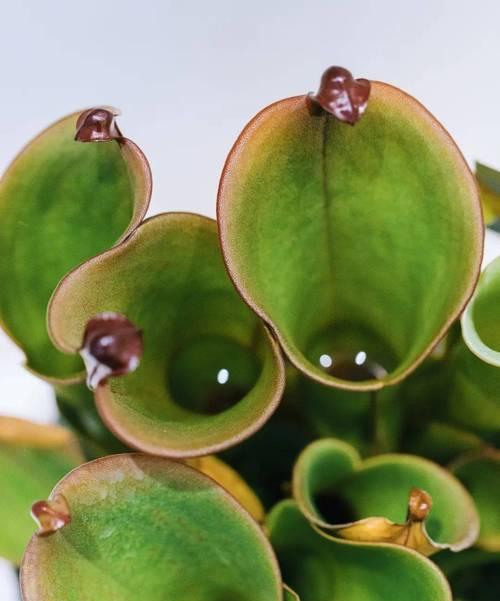 哪些小型食虫植物值得推荐？食虫植物有哪些特点？