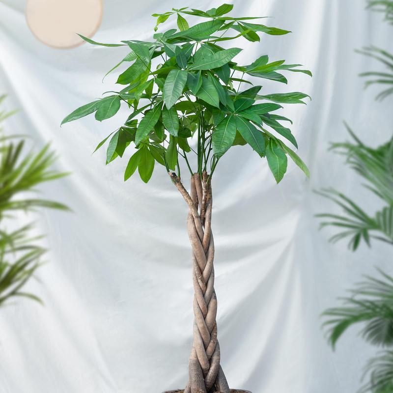 直播中常见的发财树是什么品种？发财树的养护技巧有哪些？