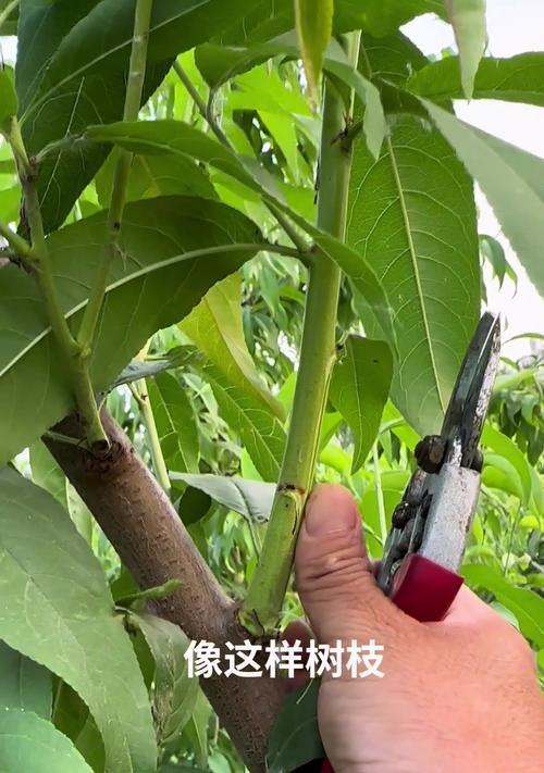 桃树盆栽如何进行养护和管理？需要注意哪些事项？