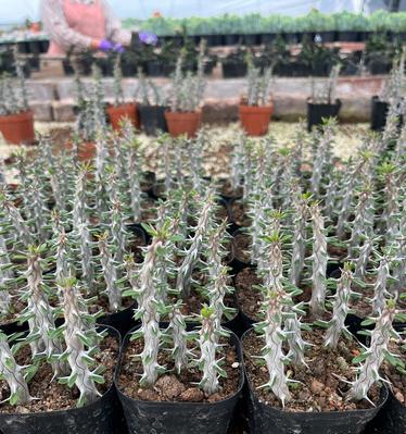 植物界有哪些冷门植物？它们的特殊之处在哪里？
