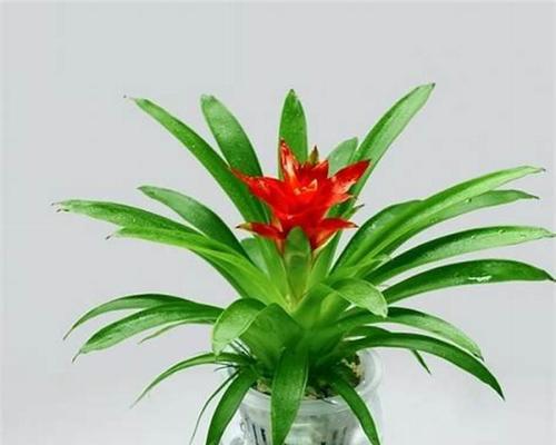 易经养什么植物？有哪些风水讲究？