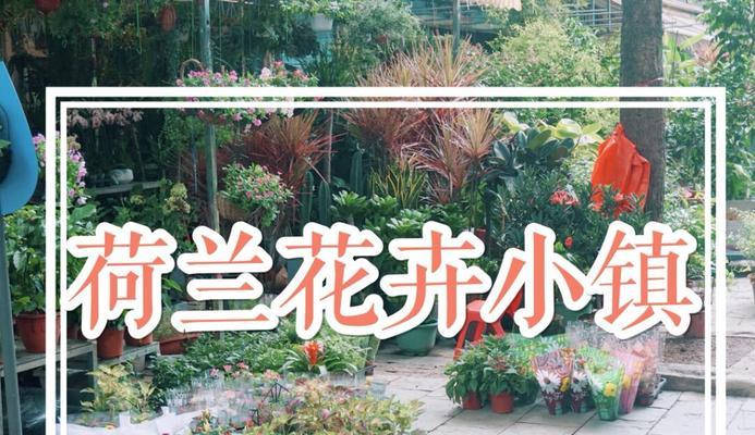 花卉小镇有什么可以买的？有哪些特色花卉商品？