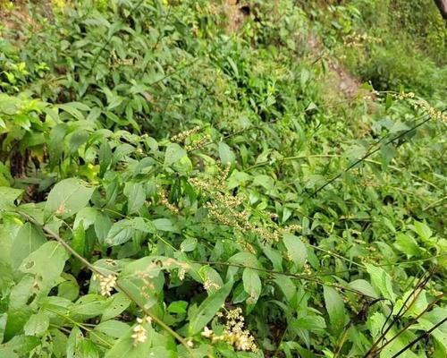 奇蒿是一种什么样的植物？它有哪些用途和特性？