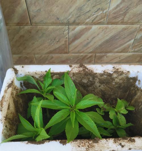 长途携带植物需要注意哪些事项？