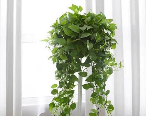 怎么增加湿度植物？哪些方法可以有效提高室内植物的湿度？