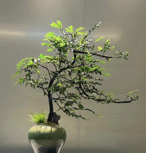 哪些植物最适合做盆景？