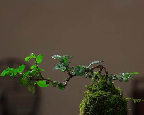 哪些植物最适合做盆景？