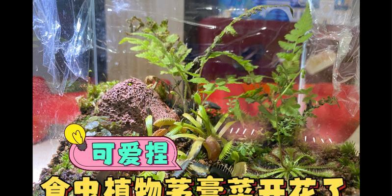 植物缸养生物的正确方法是什么？如何养活植物缸里的生物？
