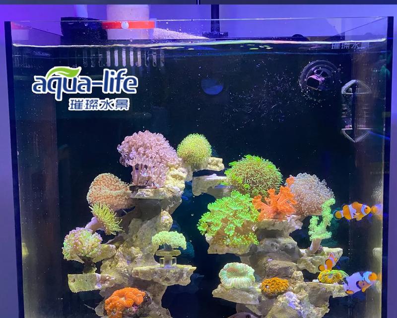 植物缸养生物的正确方法是什么？如何养活植物缸里的生物？