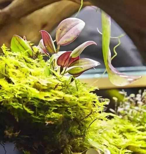 植物缸养生物的正确方法是什么？如何养活植物缸里的生物？