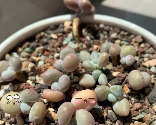 蛋蛋植物关卡的难点在哪里？如何顺利通过？