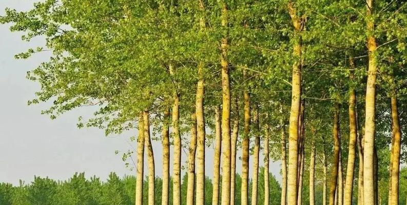 杨树是什么植物？杨树有哪些特点和用途？