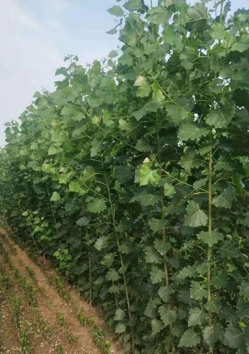 杨树是什么植物？杨树有哪些特点和用途？