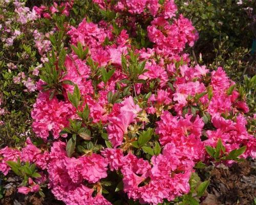 豹纹花是什么植物？豹纹花的特征和养护要点是什么？