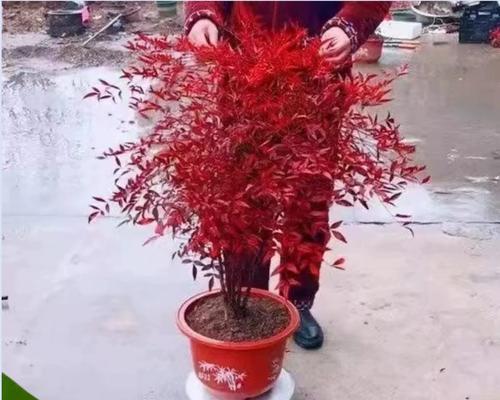 花卉旁红色叶子的树是什么？
