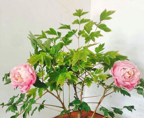 盆栽花卉的小花盆有哪些？如何选择适合的尺寸？