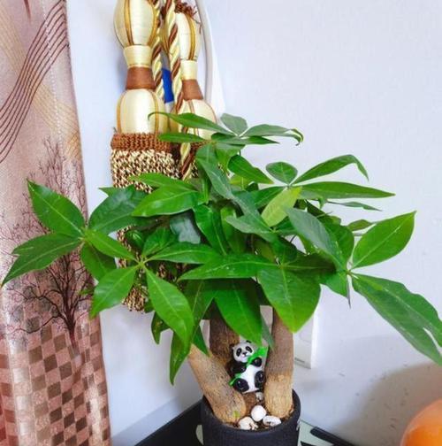盆栽花卉的小花盆有哪些？如何选择适合的尺寸？