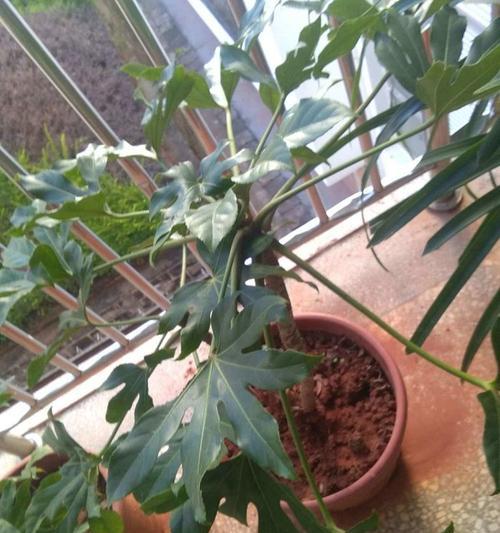 如何使用扫描技术识别花草植物？识别过程和结果如何？
