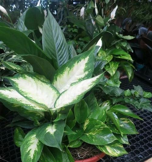 北面环境适合养哪些植物？它们的养护要点是什么？