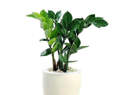 北面环境适合养哪些植物？它们的养护要点是什么？