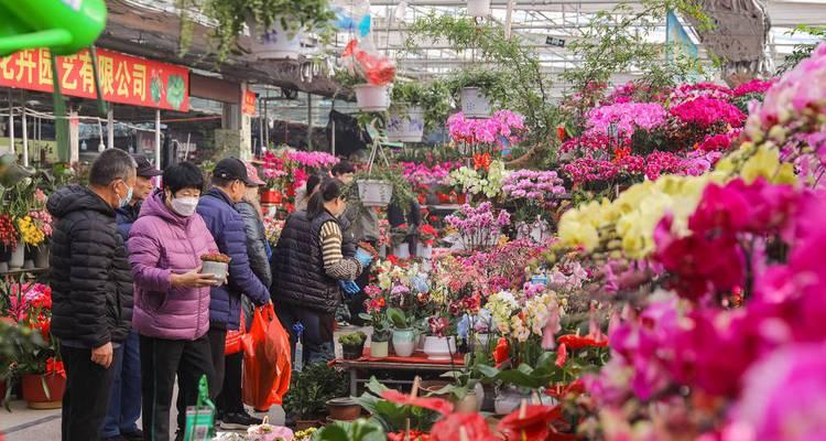 大集上的花卉市场有哪些？如何挑选新鲜花卉？