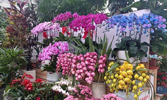 大集上的花卉市场有哪些？如何挑选新鲜花卉？