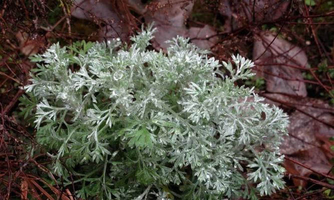 沙滩边适合种植哪些花卉植物？如何维护沙滩边的植物？