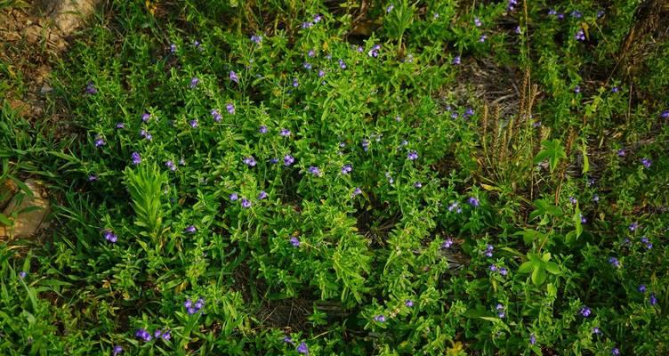 沙滩边适合种植哪些花卉植物？如何维护沙滩边的植物？
