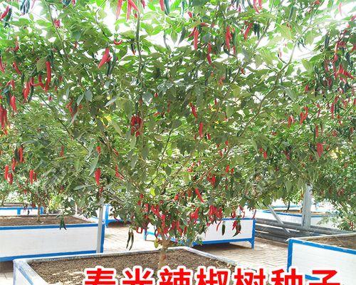 哪些蔬菜盆栽能够长成树木？