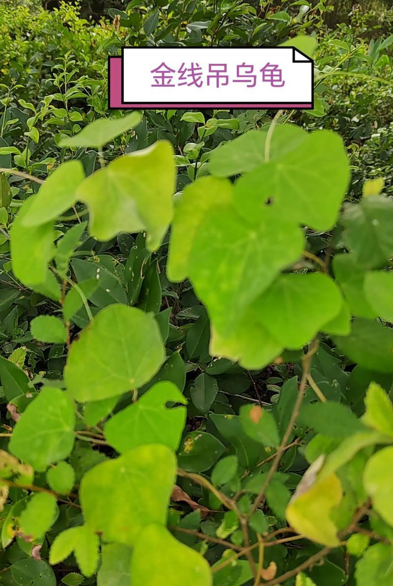 龟喜欢什么植物？哪些植物适合作为龟的环境布置？