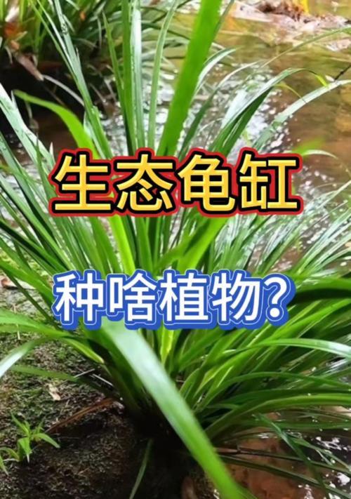 龟喜欢什么植物？哪些植物适合作为龟的环境布置？