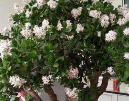 哪些木本花卉耐寒且易于养护？推荐理由是什么？