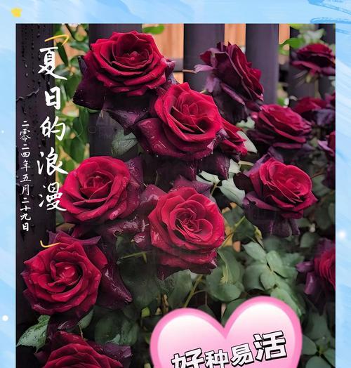 哪些木本花卉耐寒且易于养护？推荐理由是什么？