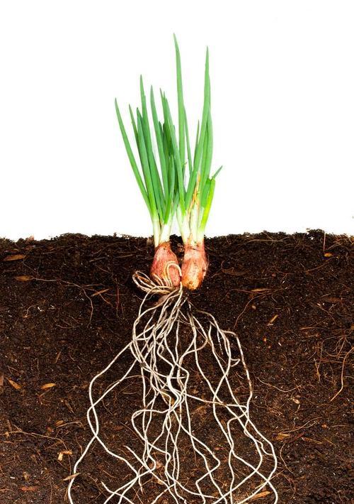 如何正确养护植物的根部？