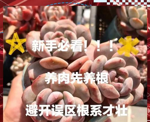 如何正确养护植物的根部？