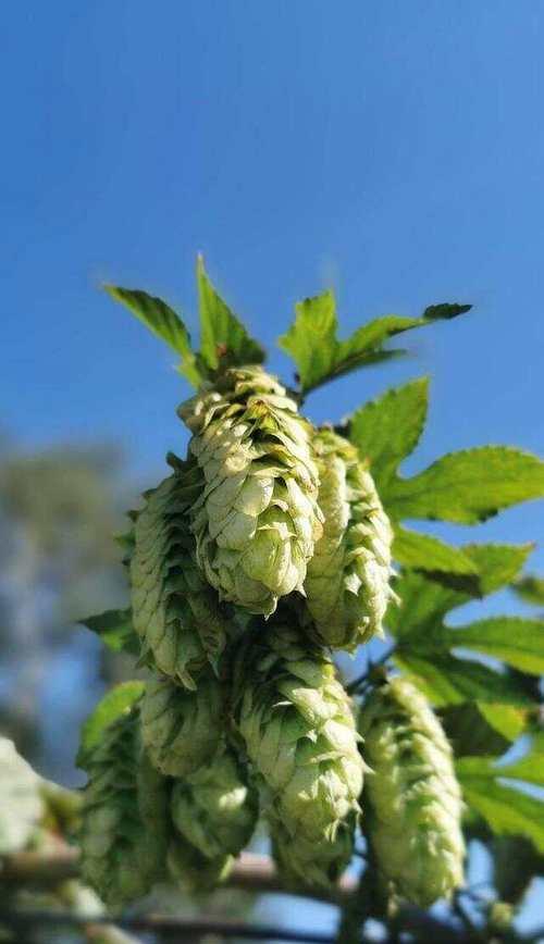 用啤酒喷植物有哪些好处？哪些植物适合用啤酒喷洒？