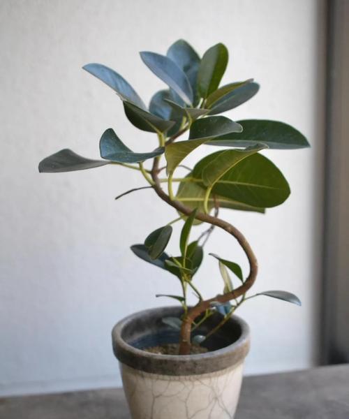 哪些盆栽植物最值得种植？它们的优点有哪些？