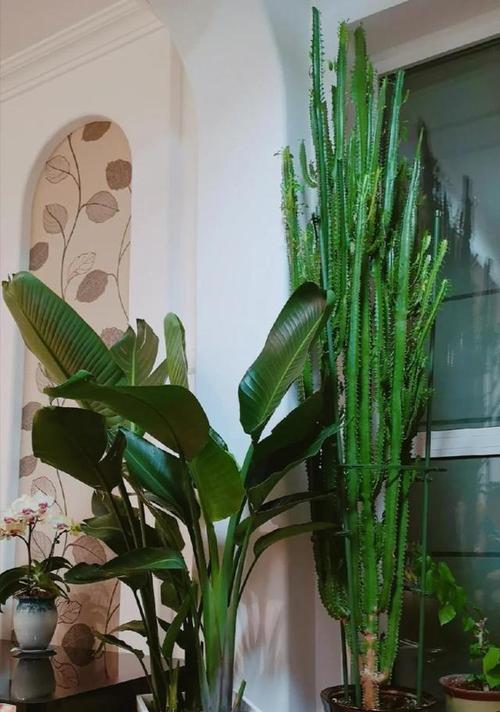哪些盆栽植物最值得种植？它们的优点有哪些？