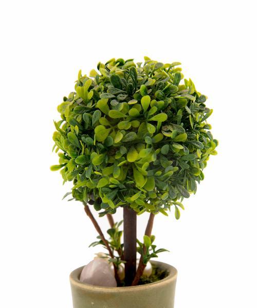微型植物有哪些种类？适合家庭养护的有哪些？