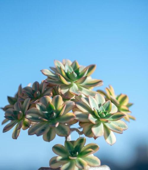 微型植物有哪些种类？适合家庭养护的有哪些？