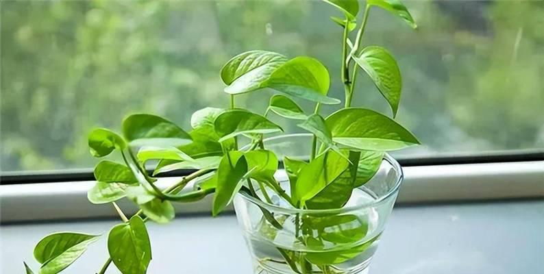 适合中秋后播种的花卉有哪些？这些花卉的养护要点是什么？